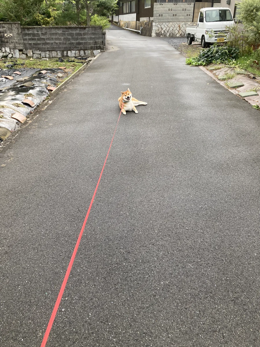 まだ家を出て30歩だよ。散歩中、道路の真ん中に座り込む犬。