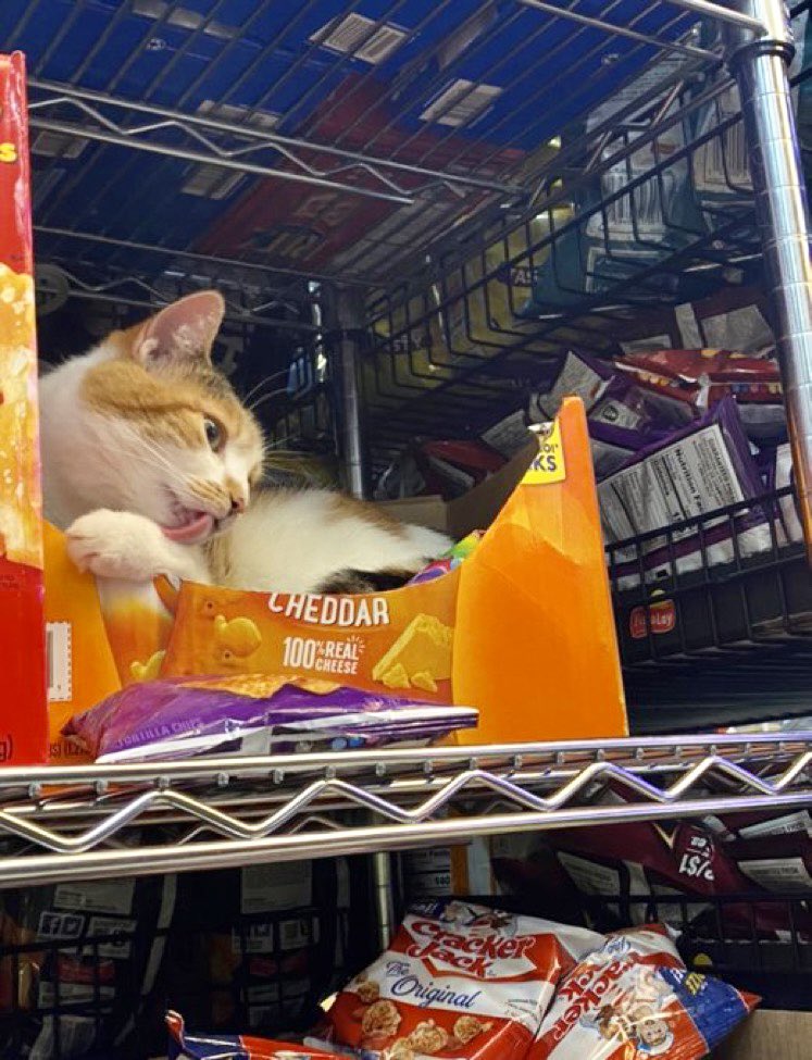 Bodegacats_'s tweet photo. 📷 @juuheardme https://t.co/q9Li21EWNs