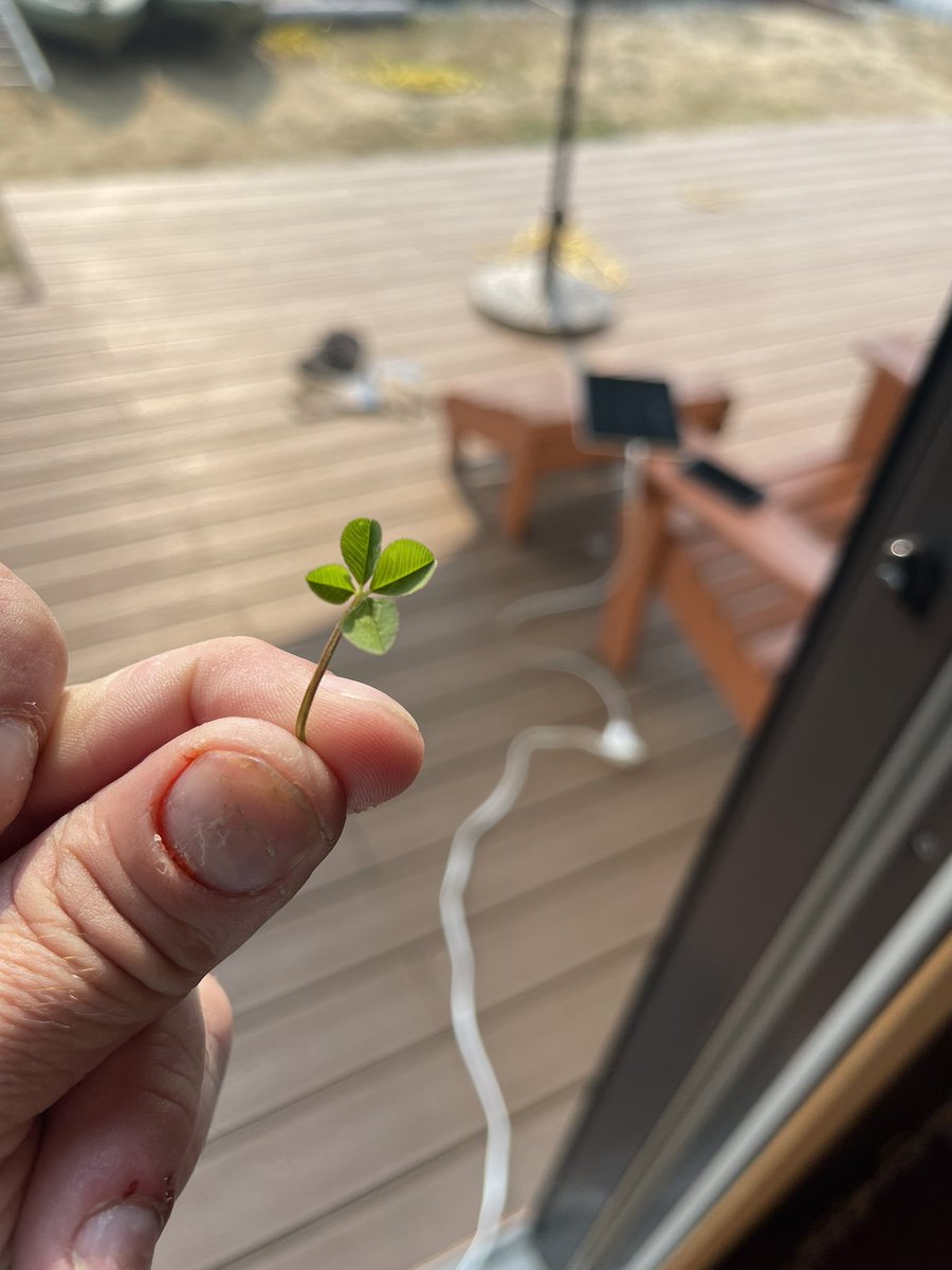 Found this in the yard. Like and retweet for luck!