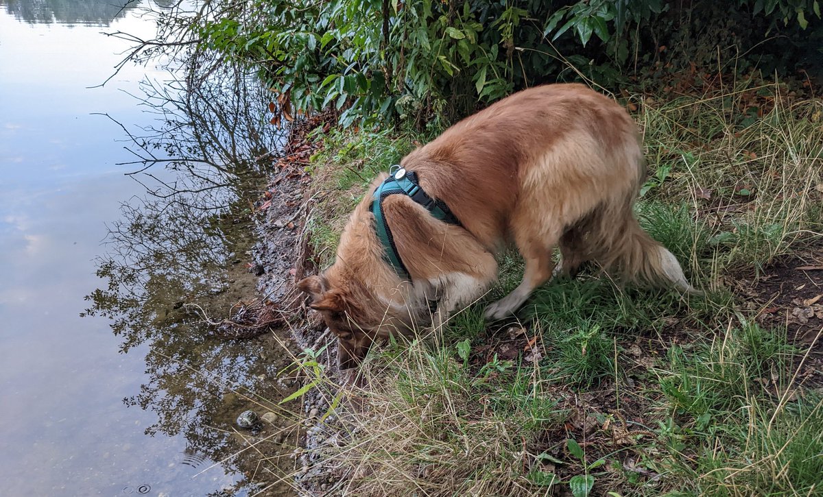 CamasTheCollie's tweet photo. Having convinced Fiona I wasn't getting my ball, she scrambled down the bank, only for me to leap down and beat her to it. 🐾🐾⚾🤣
#BorderCollie
#FetchIt
#MyBall
#MondayMotivaton https://t.co/aQjk0yGR7X