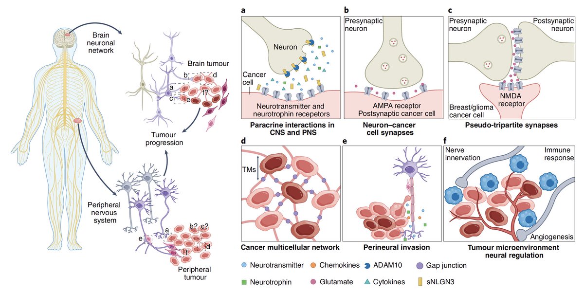 EricTopol's tweet photo. The road to cancer cures may go through the nervous system. An astute perspective on cancer-neuroscience interactions @NatureCellBio https://t.co/T4wEDD0O9B by @ChenchenPan1 @Winkler_Lab https://t.co/AGKX3CQP0z