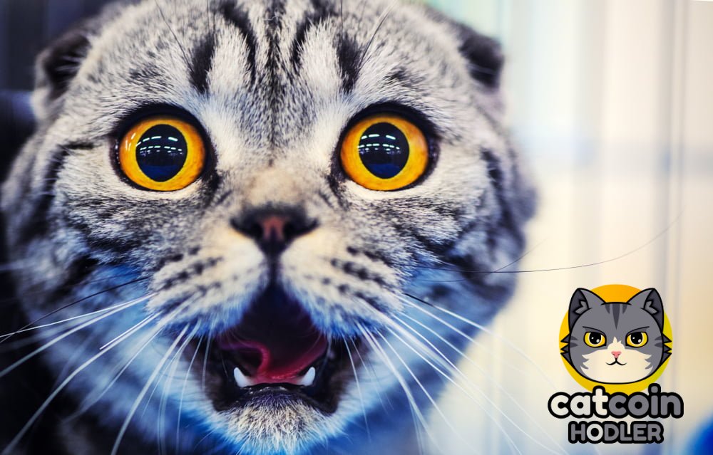 rohitscales's tweet photo. @artists_voyage We have so much happiness to share at #Catcoin 🐈
#catcoinarmy  @officialcatcoin https://t.co/6oXzQckBoZ l https://t.co/11FAppPQhl