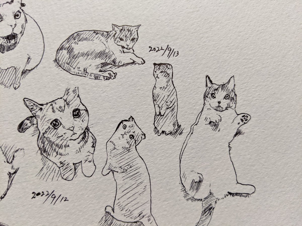 秋の空 散歩で遭遇 三毛の君 カキカキ。 