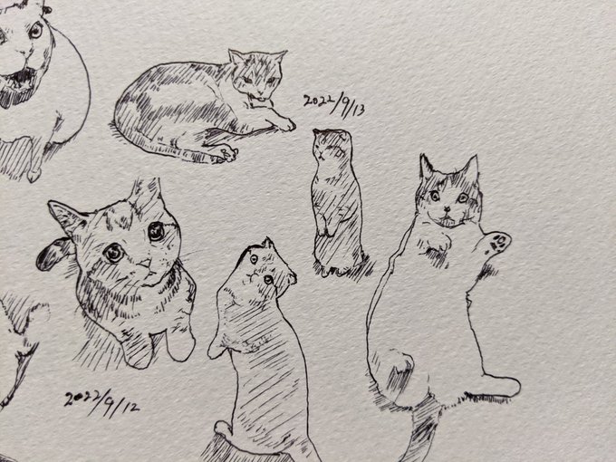 秋の空 散歩で遭遇 三毛の君 カキカキ。 