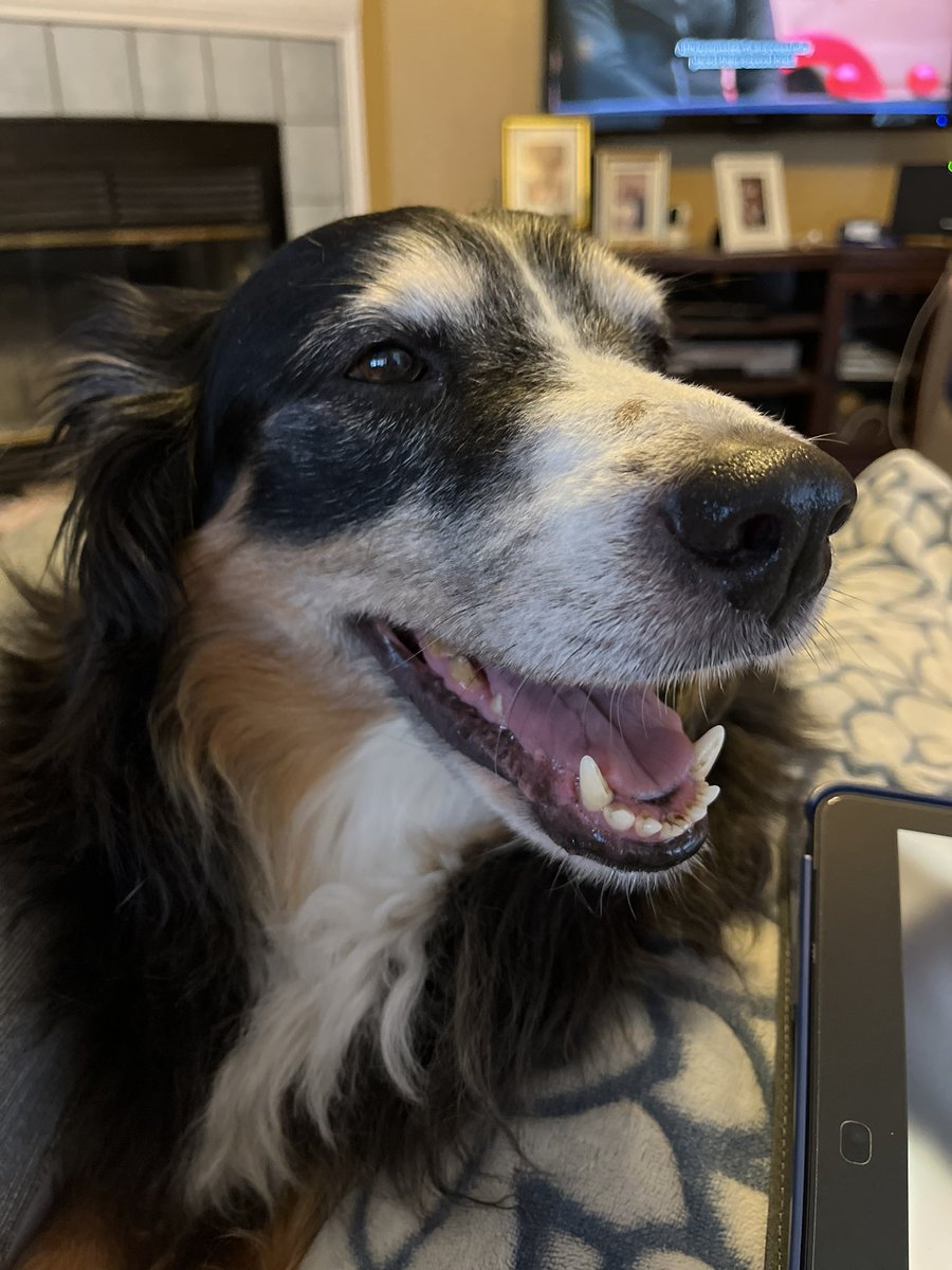 TxTechMom2019's tweet photo. @Wolfiesmom This is my walking buddy, Gunnar. https://t.co/7gelPrOSgK