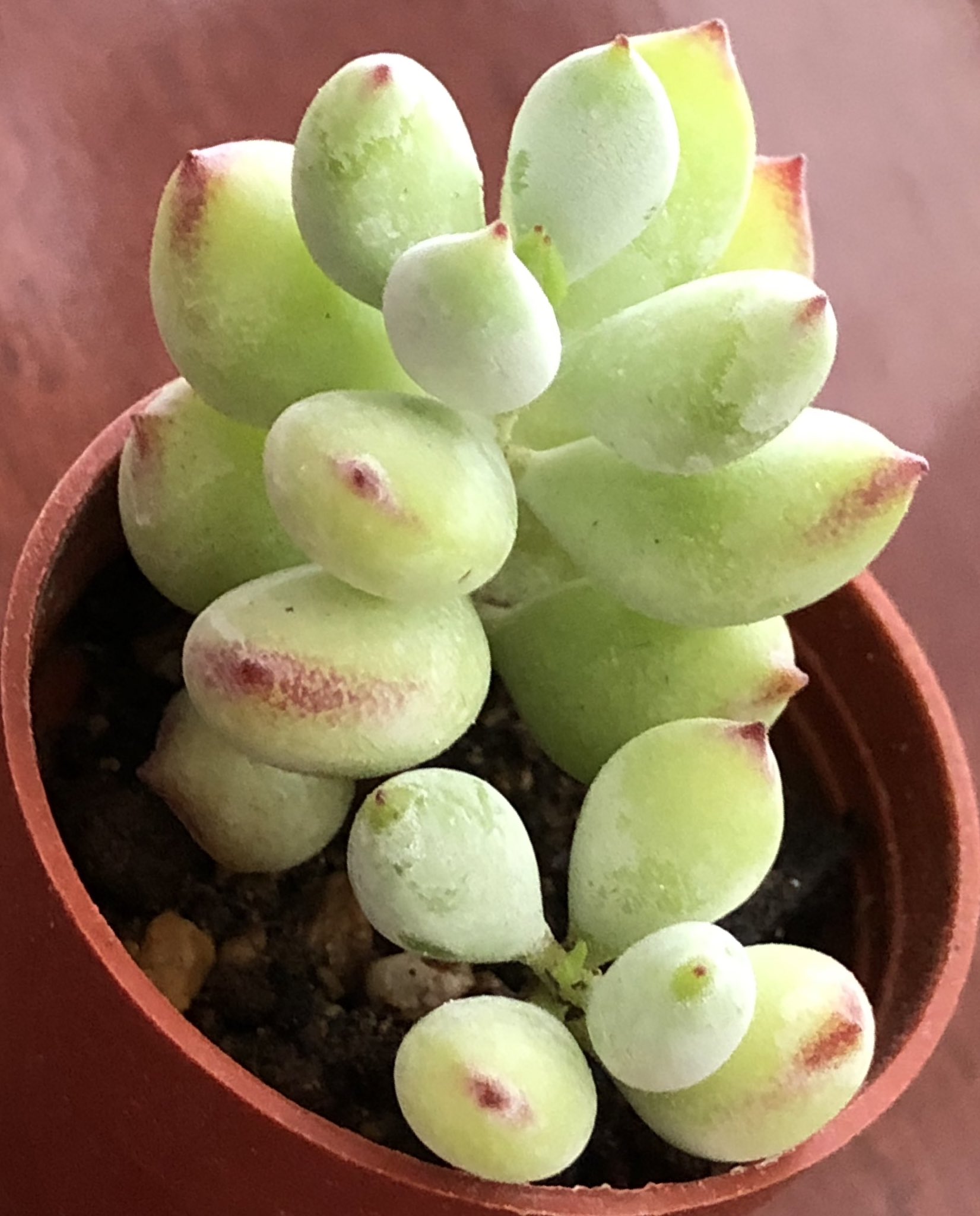 アンジュ様 ご確認用 多肉