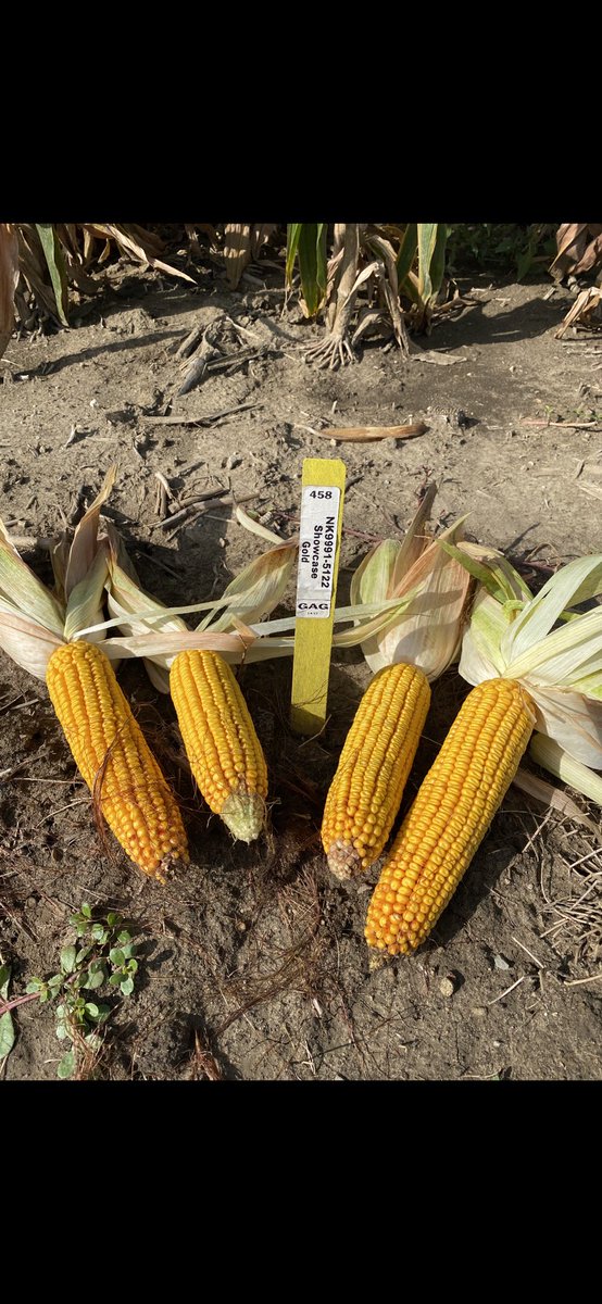 JohnShepNK's tweet photo. NK9991 continues to show excellent drought stress and top end yield in Michigan! This product is a reliable hybrid with top end potential! @riehltimeagron2 @NKGreatLakes @StevensCorey14 @NKSeeds @NorthernNK https://t.co/7MIzDJCFrU