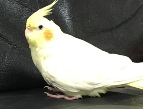 7hMHJSh3hm3fsHv's tweet photo. 愛知県瀬戸市原山台オカメインコのちょこちゃんを探しています。９月９日朝8時ごろ迷子になってしまいました。大事な大事な家族です。今のところ全く情報がありません。皆さま助けてください。
＃拡散希望#迷子鳥 #オカメインコ迷子#迷いインコ#瀬戸市#長久手市#尾張旭市#豊田市＃日進市＃探しています https://t.co/3yOciuju2c