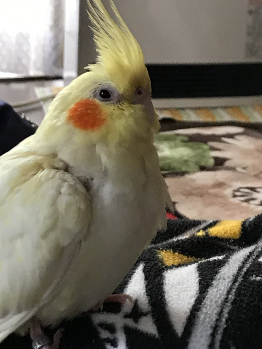 7hMHJSh3hm3fsHv's tweet photo. 愛知県瀬戸市原山台オカメインコのちょこちゃんを探しています。９月９日朝8時ごろ迷子になってしまいました。大事な大事な家族です。今のところ全く情報がありません。皆さま助けてください。
＃拡散希望#迷子鳥 #オカメインコ迷子#迷いインコ#瀬戸市#長久手市#尾張旭市#豊田市＃日進市＃探しています https://t.co/3yOciuju2c