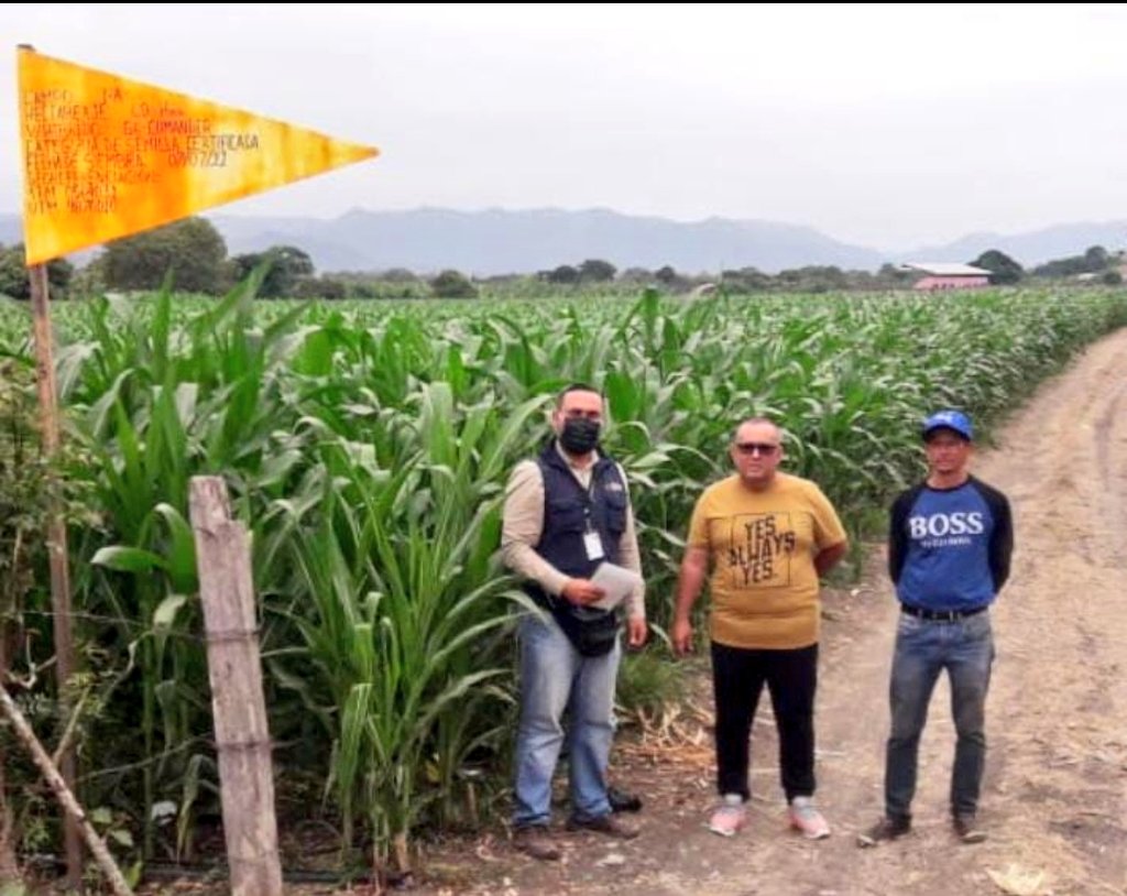 Agricultura_CZ4's tweet photo. Técnicos de la Unidad Semilla Certificada realizan verificación de floración de campos destinados para semilla de maíz duro, en el proceso #LOASFAS para la Certificación de Semillas, en la propiedad de Roberth Zambrano, parroquia Colón cantón #Portoviejo.
#TrabajamosPorElCampo https://t.co/E6OtYikr4z