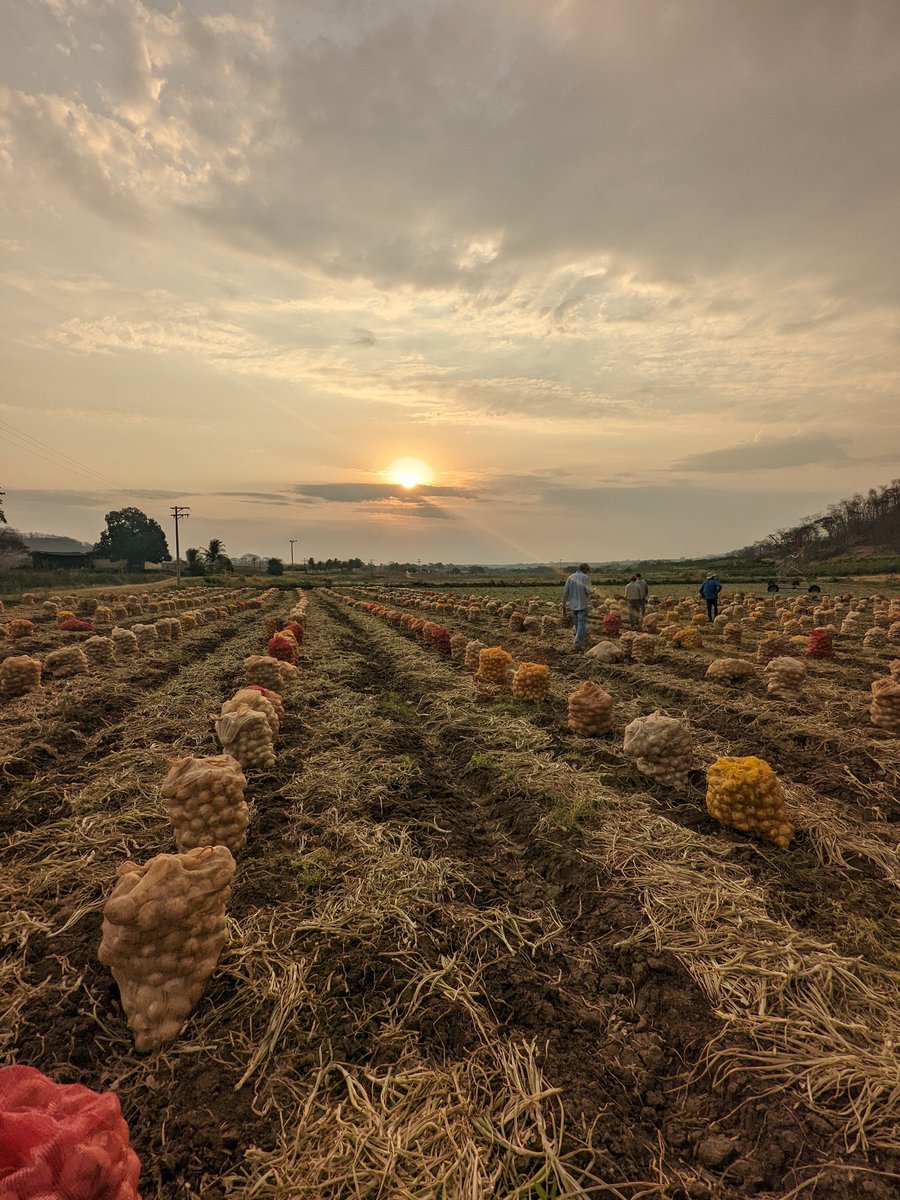 Onion harvest in Monte Alto, Brazil.
