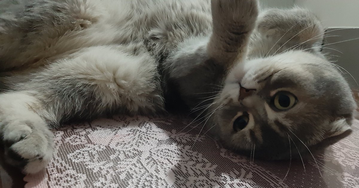 Her kedi sevişimin gecesinde aklıma gelir minnoş yarim.. 😔
Ah benim canımm ...