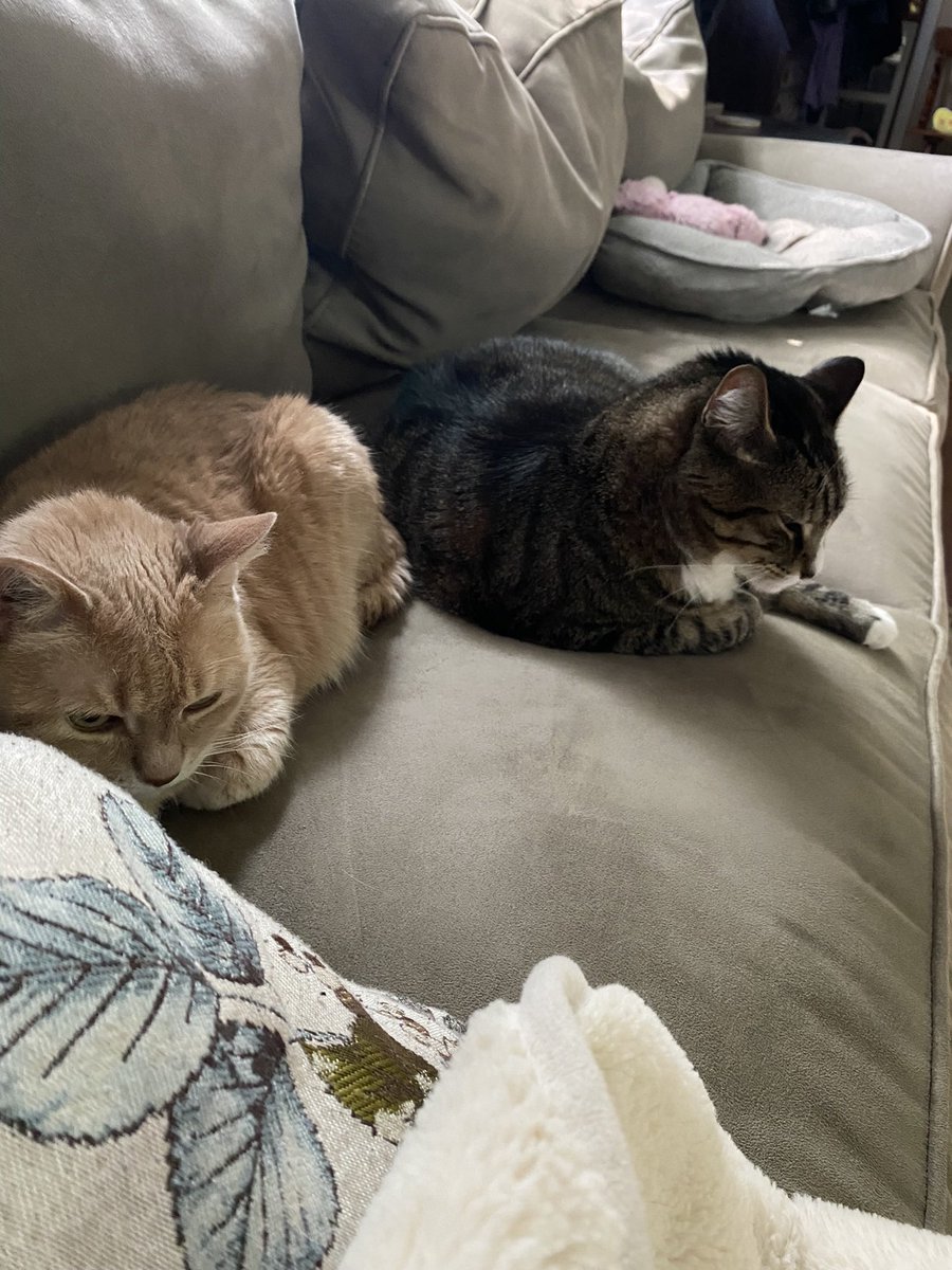 DawnClarry's tweet photo. @Wolfiesmom Sparkles 🐈and Jack 🐈‍⬛ https://t.co/eWeC9sf82q