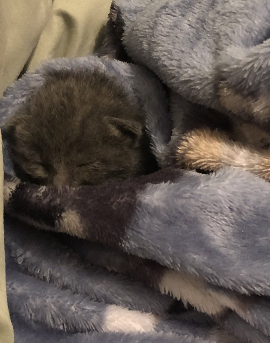 foster kitten 🤭