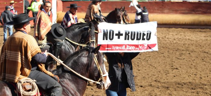 ONG pidió a Comité Olímpico chileno que rechace al rodeo como deporte nacional
bit.ly/3DnhD7c