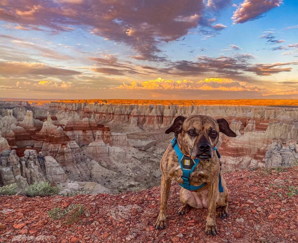 Brandon Leonard tweet media