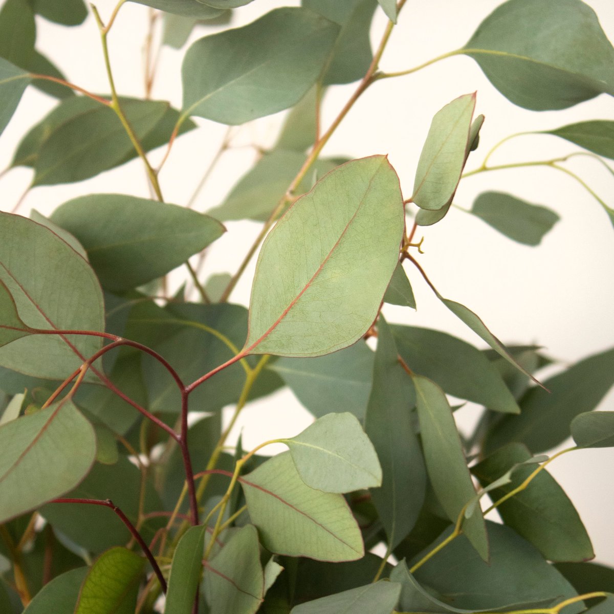 PRODUCT SPOTLIGHT!
-
Eucalyptus has taken the wedding industry by storm and we can totally tell why. Eucalyptus literally goes with everything!
-
bit.ly/3B9uUxE
-
#FiftyFlowers #DIYWeddingFlowers #Eucalyptus #DIYWedding #DIYFlowers #DIYBride