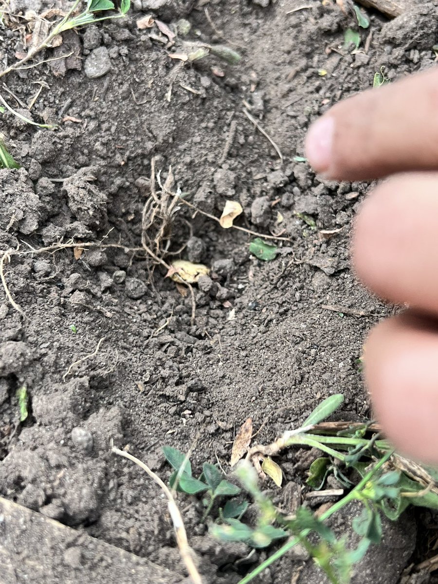 HinderYYC's tweet photo. This pumpkin became a metaphor for our community. We talked about the fact that community needs awareness, forgiveness + mindfulness to grow. Students decided to plant the seeds back in the garden to give back what was broken. #learningthroughplants #getoutside https://t.co/P3uqycoS2q