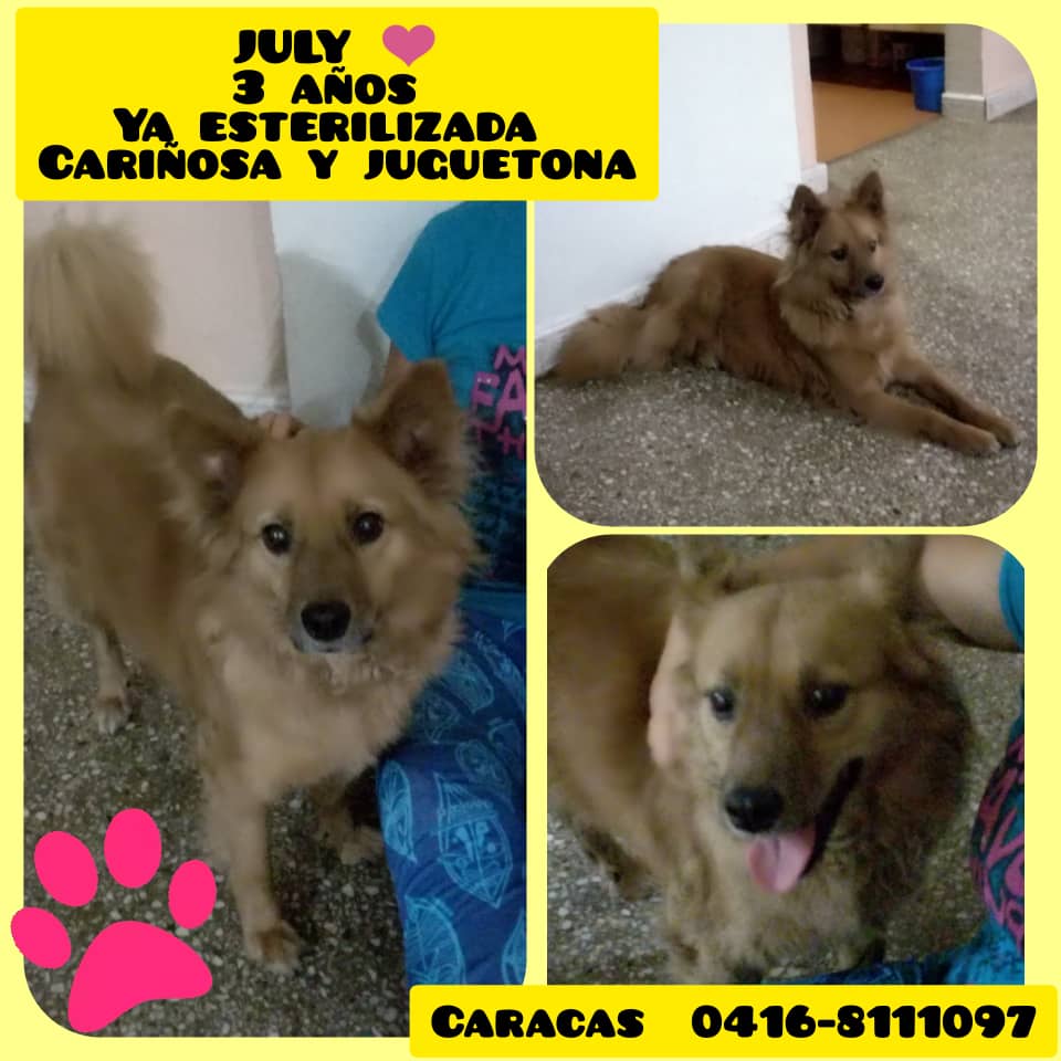 astrid_coralia's tweet photo. Esta perrita linda tiene meeeeeeeeeeses esperando un hogar. Comparte su foto para cambiar su suerte x favor 🐶 https://t.co/svZbHQ40ve