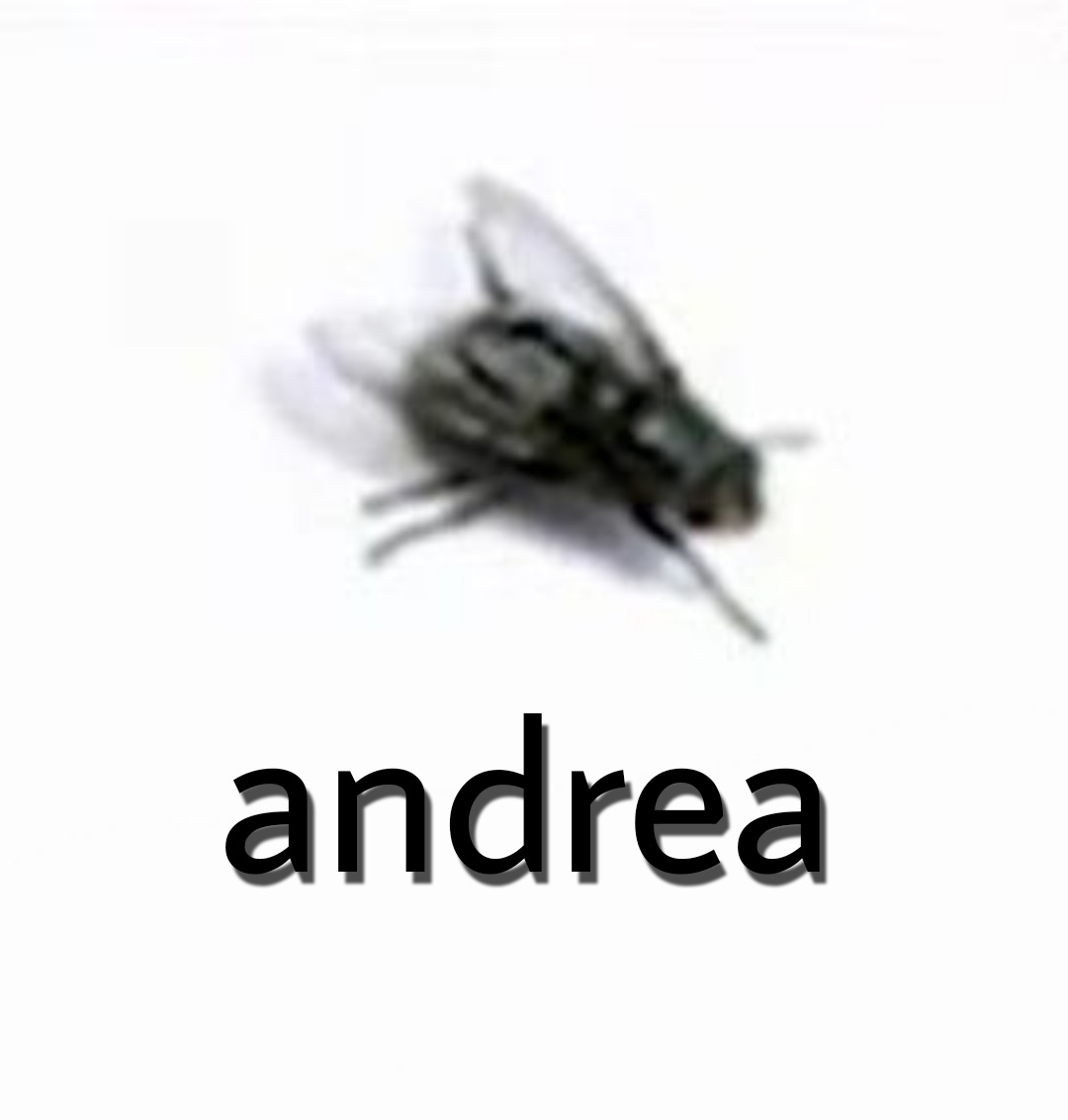 andrea meme