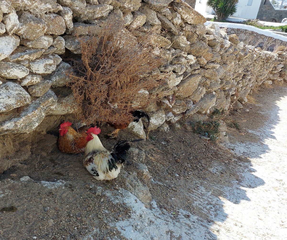 FearOfTheDuck74's tweet photo. Feathered friends residing on the pathway down to mykonos town ๐๐๐๐ฅฐ omg they were huge and their talons were massive ๐ฎ I was a bit scared to Walk past if I'm honest lmao ๐คฃ ๐ ๐๐ฑ
#mykonos #greece #Cockerell https://t.co/EPg67CBz4y