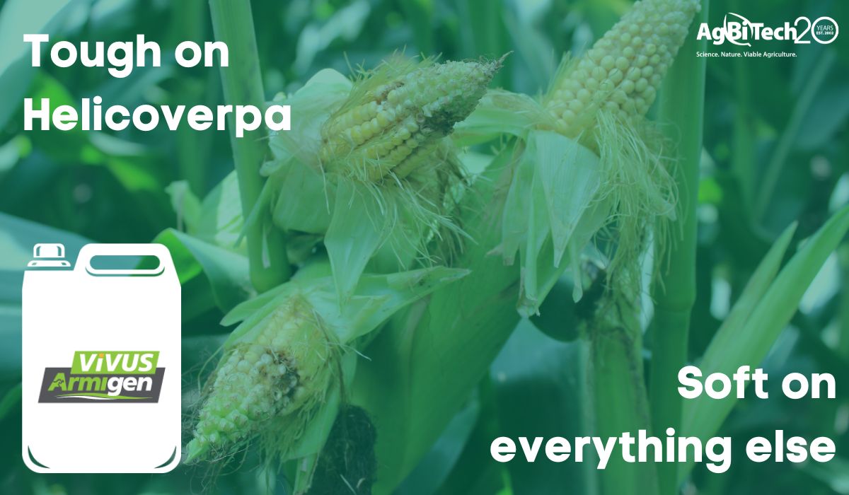 AgBiTechAU's tweet photo. π½ Sweet #corn growers, trust #ViVUSArmigen to protect your #crop from hungry #Helicoverpa larvae βπ
#ViVUS #Armigen is the effective, #sustainable, & highly selective biological control that you should stock up on this season.
Learn more π https://t.co/FFKTKPMUlq https://t.co/o13BXjY9RS