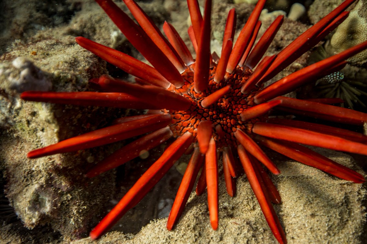 Mondays, amirite? Sometimes we all move slowly like this pencil slate sea urchin, which are quite abundant in Hawaii. These urchins are found throughout the Indo-Pacific, but the ones in Hawaii are unique in that they tend to have bright red spines. #MondayMood