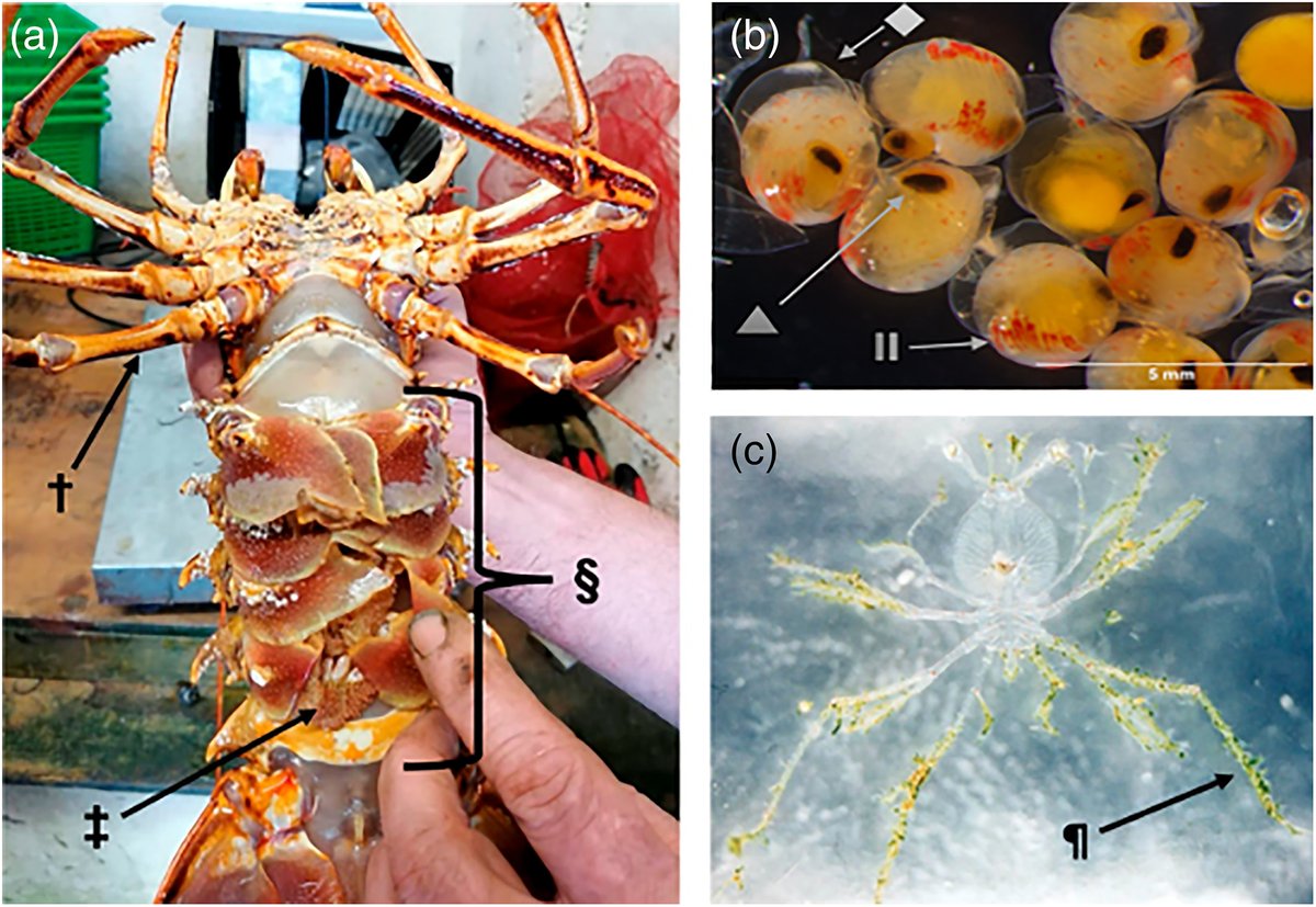 RAQjournal's tweet photo. The last edition of RAQ for 2022 is out! 

Editorial by David Francis:
The dawn of closed-cycle spiny lobster aquaculture
➡️ https://t.co/hrbHm1RqzS 🦞
 #RAQresearch #aquaculture #reviews 
📸Yeap et al. https://t.co/PmnDdNkQS1