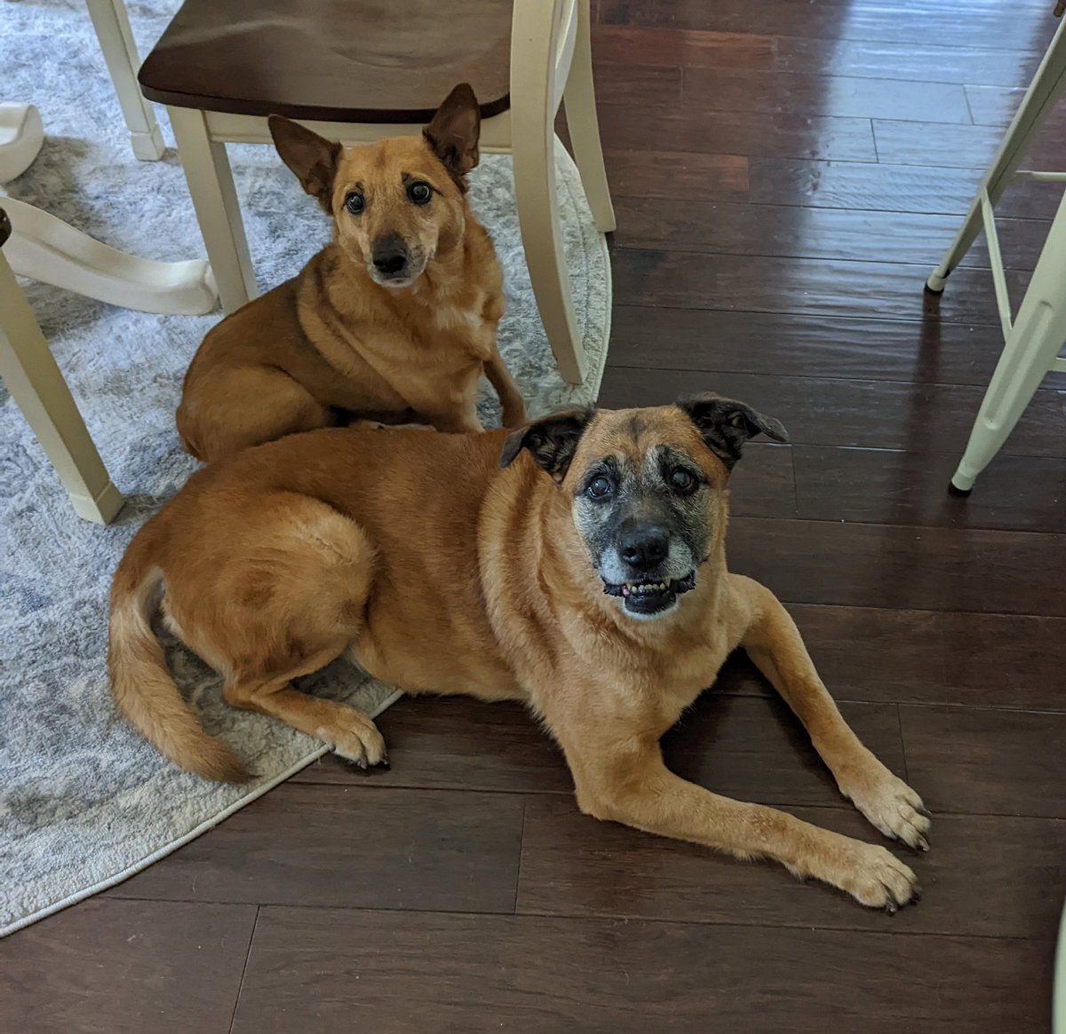 KristinDurfee's tweet image. Kiddo tonight asked what our #dogs #middlenames were and I had to admit they didn't have them.
Let me introduce you all to Foxie Chocolate Coat Durfee and Newport Hockey Durfee 
They would like treats to mark the occasion