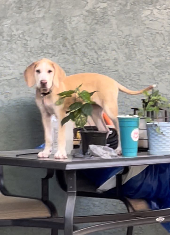 BrownieTurd's tweet photo. It appears Mr Sprinkles tricked Penny into getting on the table. She had to be rescued before she knocked down all of my plants. #PennyThePatsy. #kittyturdforthewin #puppyturd #dogsoftables https://t.co/Q0NMrUUJsT