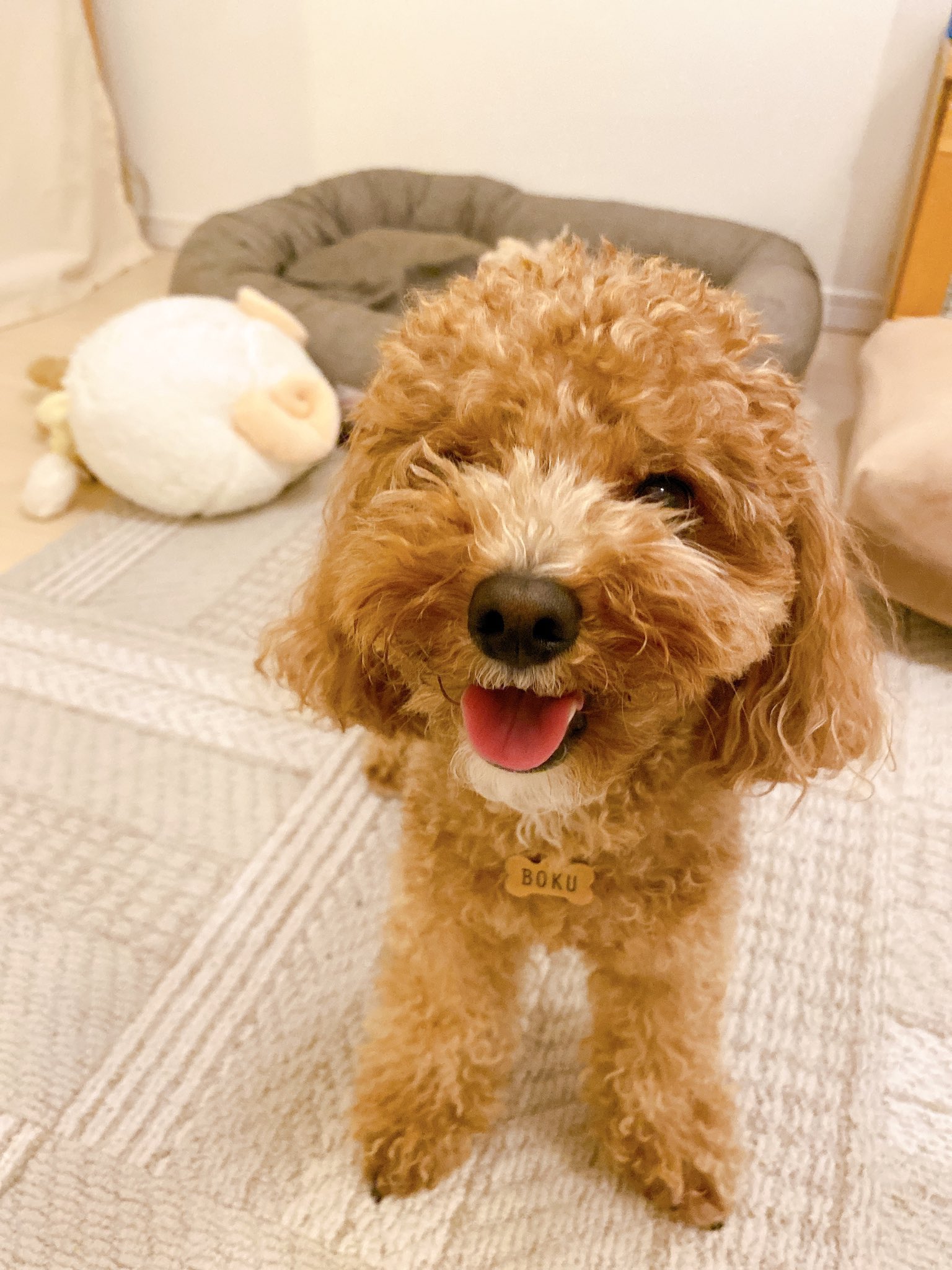 レトロ 黒プードル1体 Marvilimpe Com Br