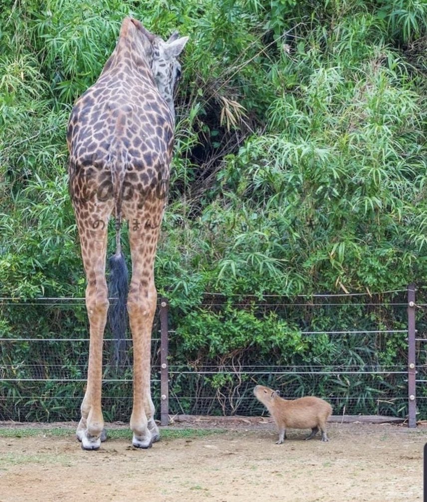 CAPYBARA MAN tweet media