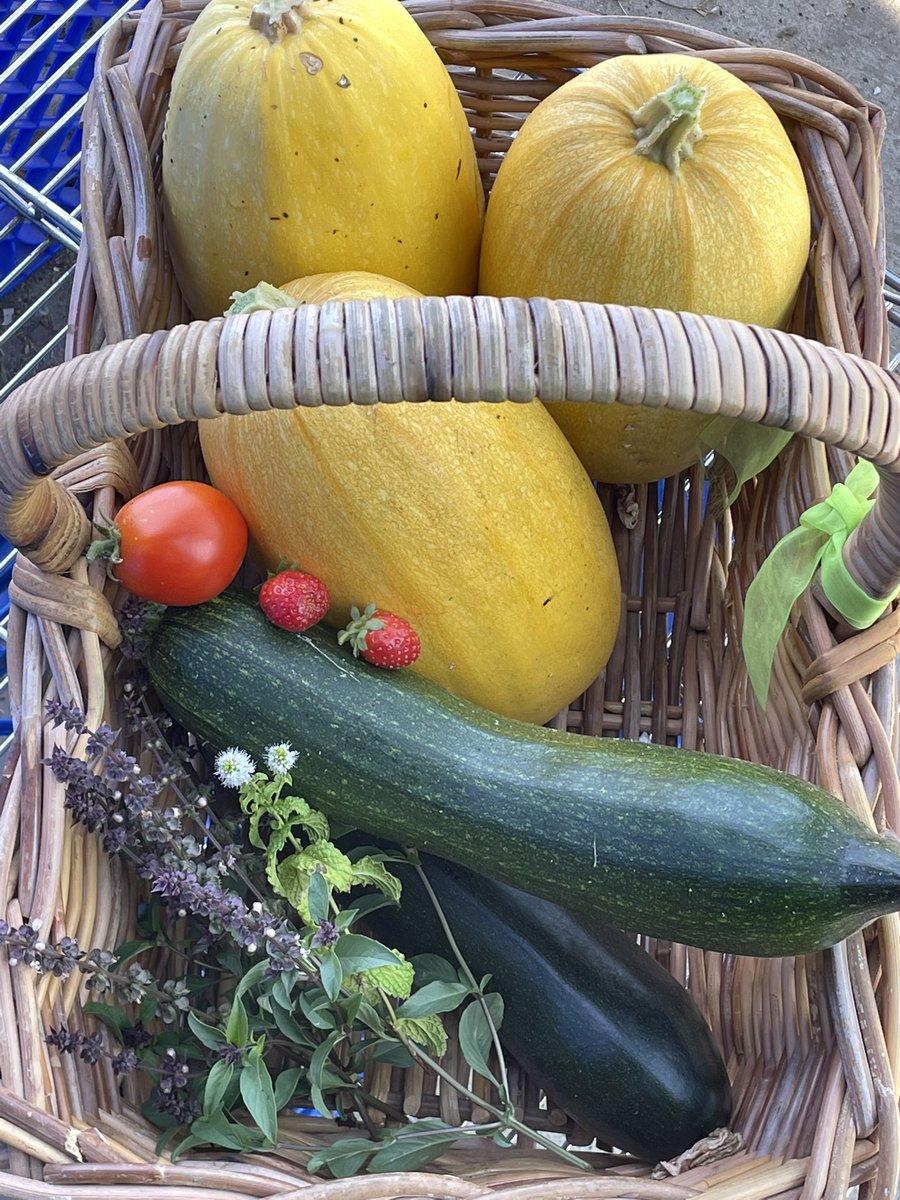 Yummy hall from the <a href="/AEWrightMS/">A.E. Wright MS</a> <a href="/LVIS_LVUSD/">Las Virgenes Independent School (LVIS)</a> garden! Anyone have good spaghetti squash recipes?