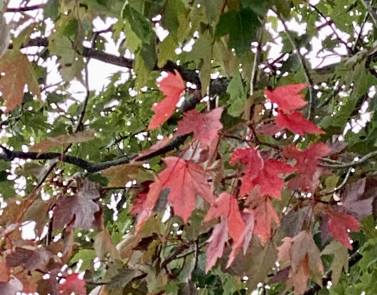 _Simply_Dianne's tweet photo. It’s happening. #HereComesFall #FallColours https://t.co/bEjZO6CToL