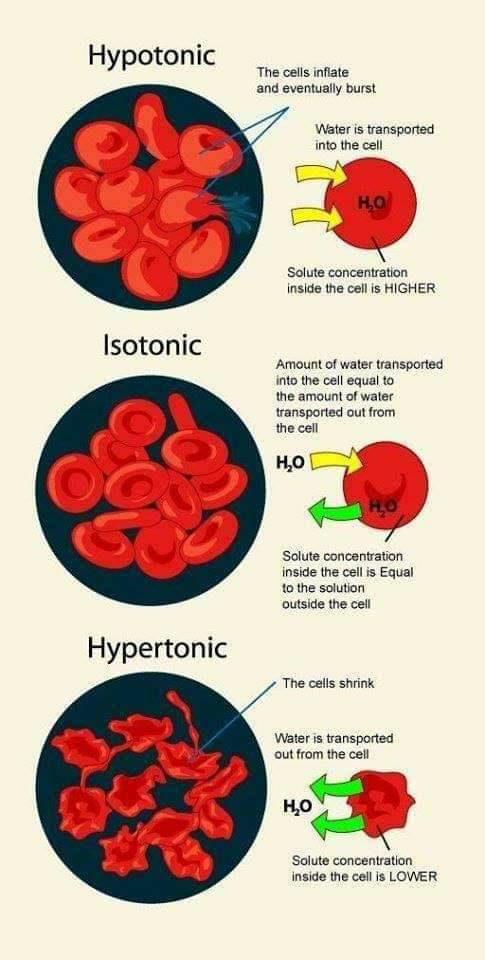 MedicTests On Twitter Hypotonic Isotonic Hypertonic Solution medictests-on-twitter-hypotonic-isotonic-hypertonic-solution