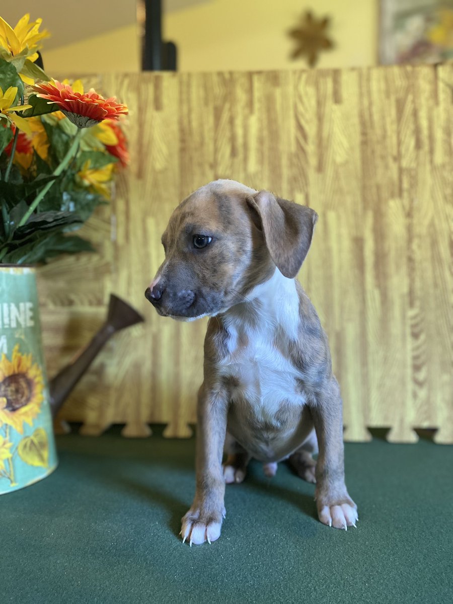 coachprandy's tweet photo. Pitties!!!! https://t.co/xuilQLWWcz