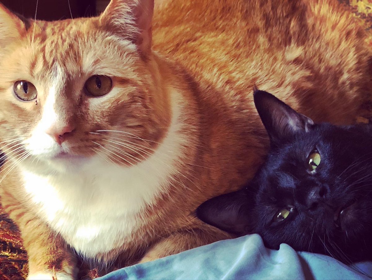 The Dead Milkmen tweet media