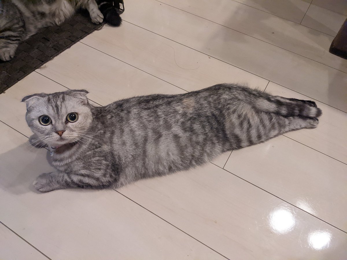 家にゴマアザラシがいた🐈‍⬛

#親子 #ねこ #猫 #cat #こねこ #マンチカン #スコティッシュフォールド #猫動画 #猫のいる暮らし #猫好き