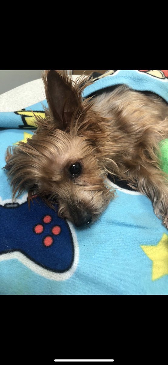 Just had to put my little baby down, Been with me for 7 years, Such sad thing to do making that call, who am I to decide if you live or die. But if their in pain what can you honestly do.