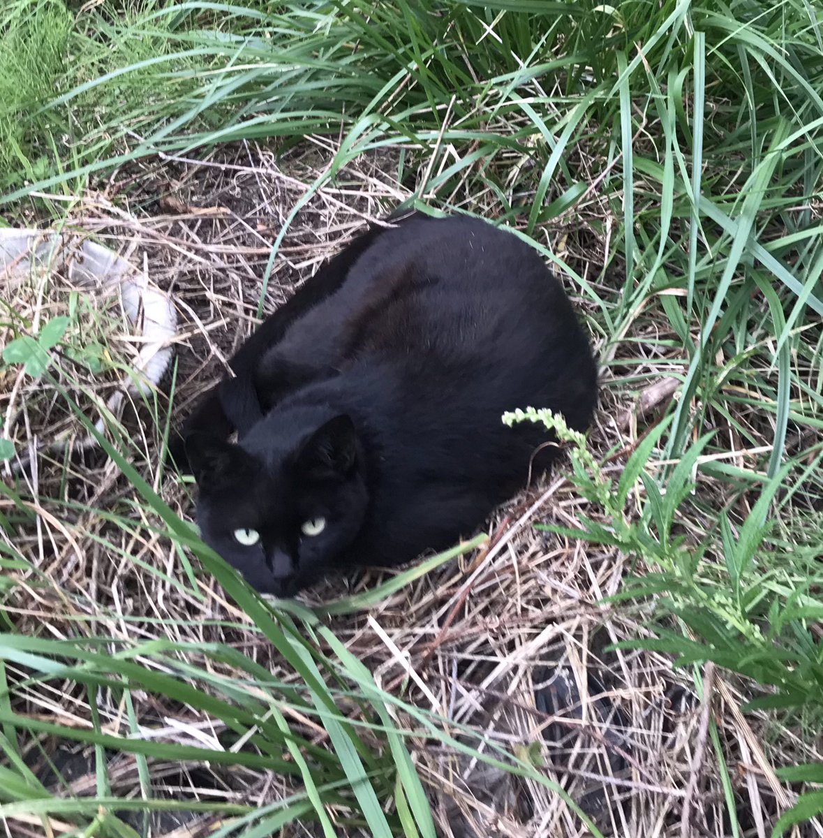 TM40378302's tweet photo. 前回の続きです。
函病近くの黒猫。亀田港町の草の中で毎朝寝ています。
首輪しているので、脱走でしょうか。
保護していいのかわからないため情報をお願いします。

#迷い猫 #函館 ＃猫探しています ＃迷子猫  ＃脱走猫 https://t.co/FmWXO7cr4c
