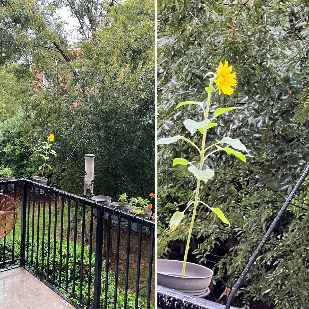 During the pandemic, I started feeding the birds in my backyard. My home office window is right above my balcony so I can watch them as the come by for a snack. Well, they have "thanked" me by growing a sunflower for me in the pot next to their feeder.