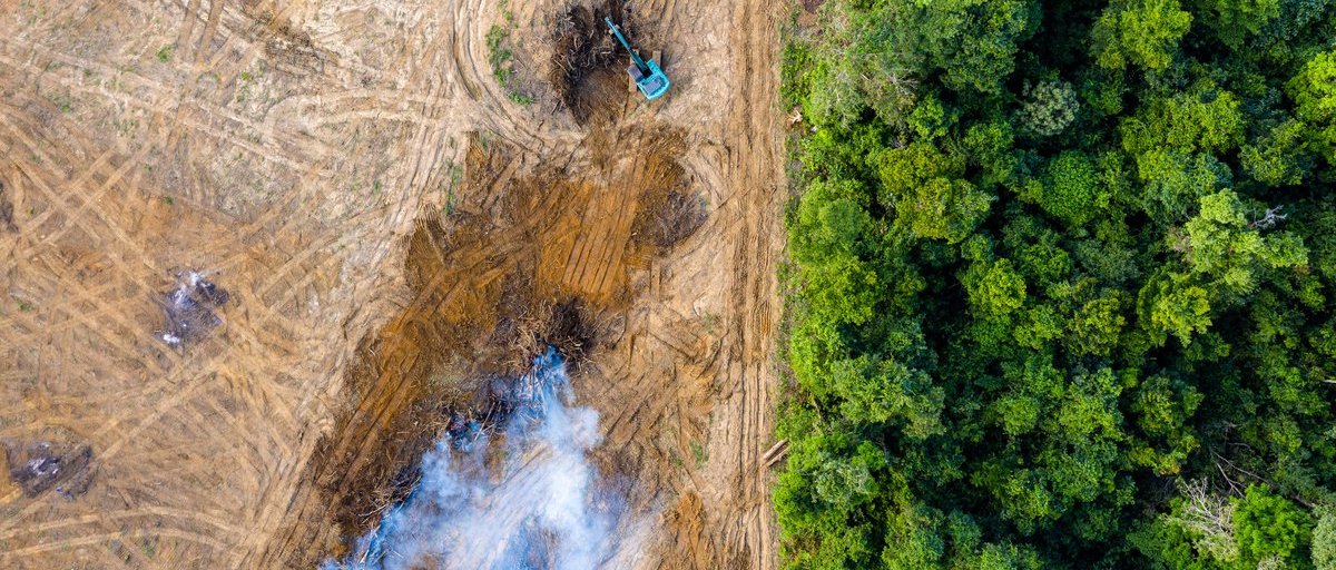 issafrica's tweet photo. Environmental crime is growing two to three times faster than the global economy. Is criminalising #Ecocide in Africa’s interests? 

 ISS Today by Romi Sigsworth @ENACT_Africa https://t.co/C8OFlZz51g https://t.co/hUapdF208s
