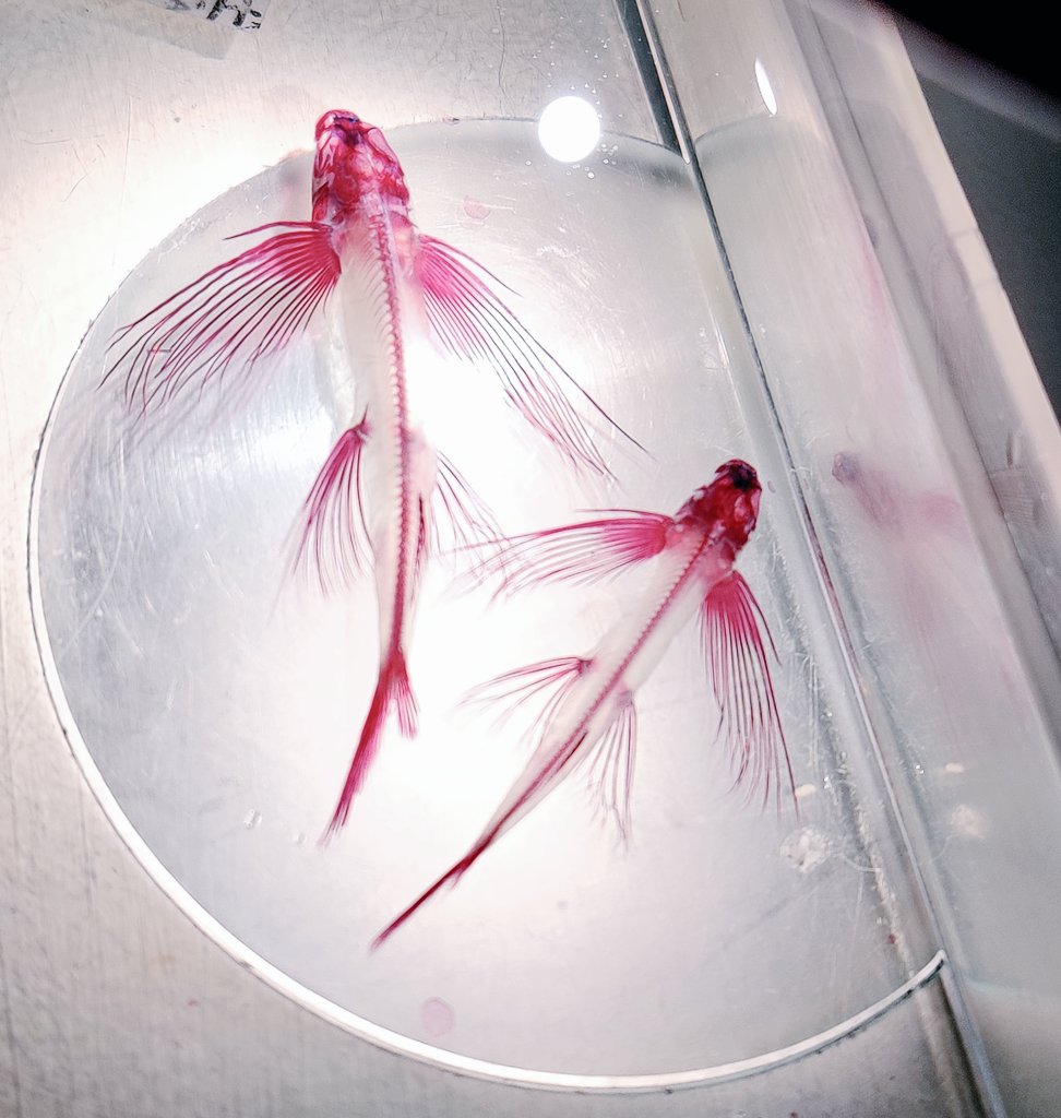 dnltbing's tweet photo. The skeleton...
#Exocoetidae
#Atherinomorpha
#flyingfish https://t.co/DwRNB5DJFW