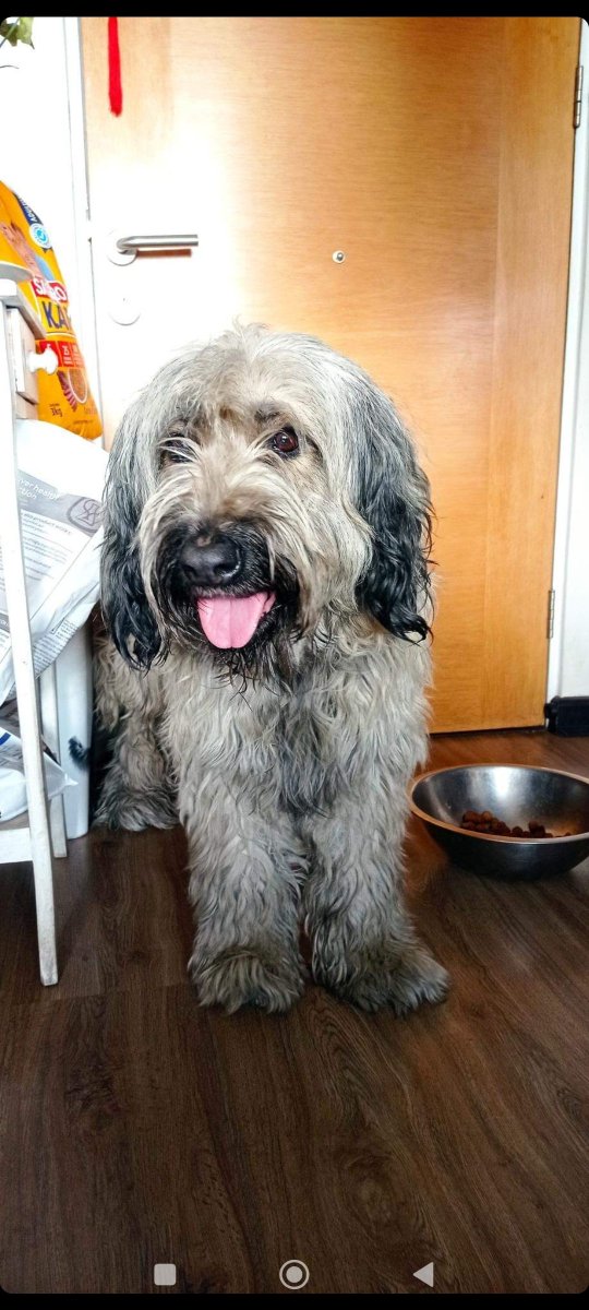 soamaggi's tweet photo. Por favor amigos de Twitter, mi amiga encontró a esta perrita en el metro San Miguel. Tiene chip, pero sin registro. Está asustada y triste 😢🐶 @ValdebenitoNata @_belenaza @rodherrerachile https://t.co/s5vidlK0R7