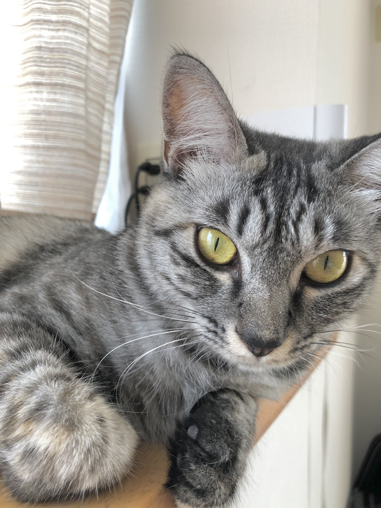 るき おはよう ねこ 猫 Cat 猫好き サバトラ 猫がいる生活 猫好きさんと繫がりたい るきったー T Co Pcij94pt1w Twitter