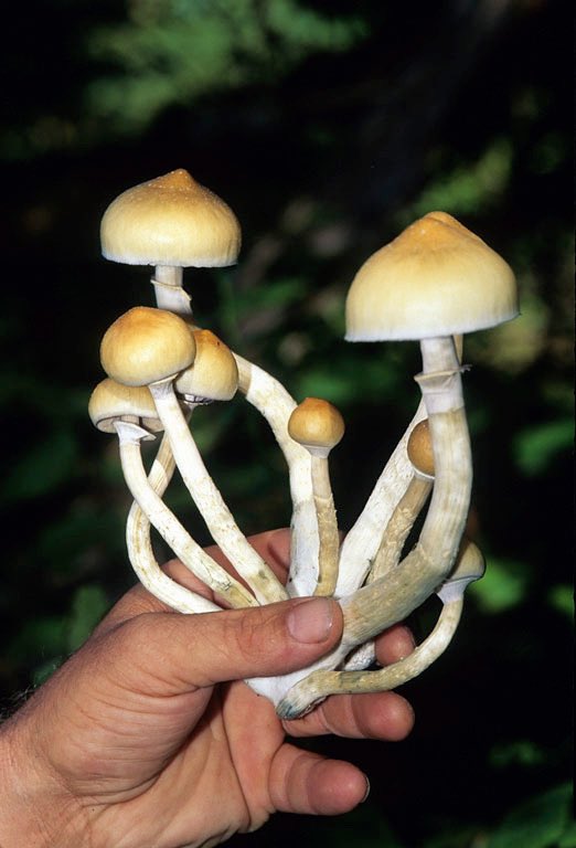 “The San Francisco Board of Supervisors unanimously passed a resolution at its meeting Tuesday to decriminalize psychedelics like psilocybin mushrooms and ayahuasca.” Great news! This is progress. Check out the full article here: cbsnews.com/sanfrancisco/n…