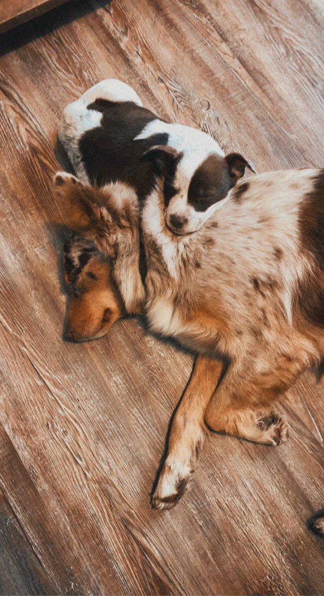 ann_rathbunn's tweet image. Best friends since day 1 🤍