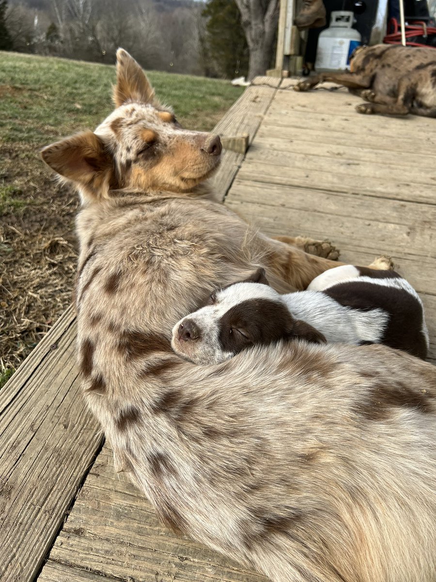 ann_rathbunn's tweet image. Best friends since day 1 🤍