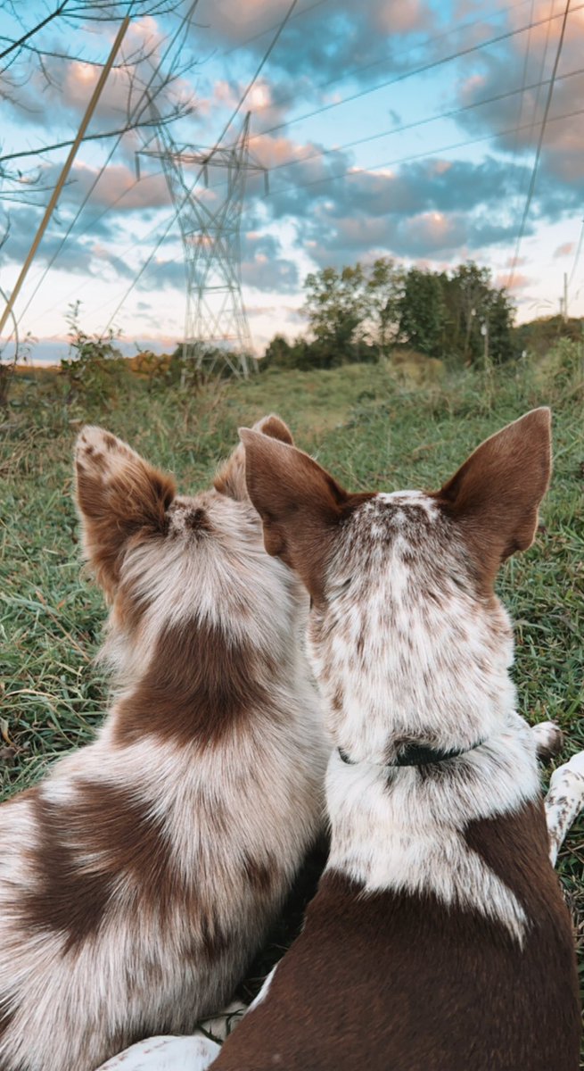 ann_rathbunn's tweet image. Best friends since day 1 🤍