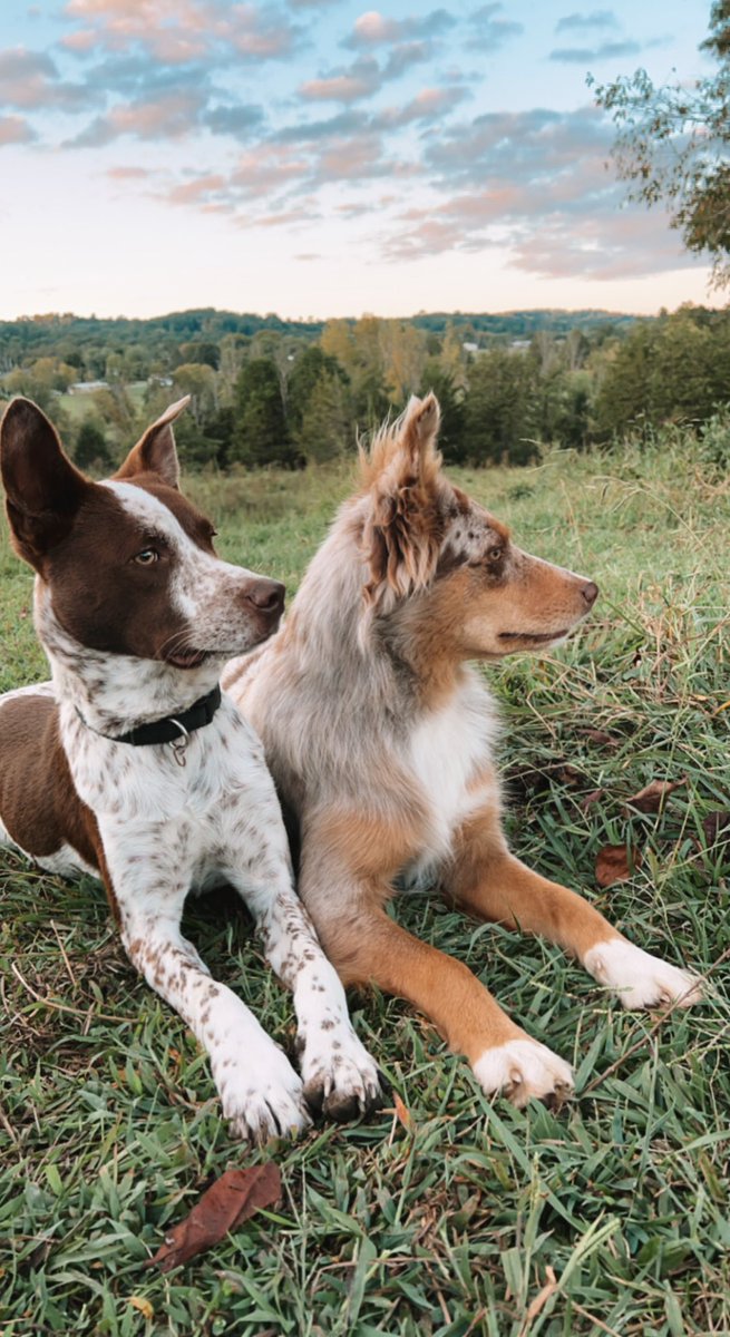 ann_rathbunn's tweet image. Best friends since day 1 🤍